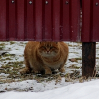 Сторож рыбзавода