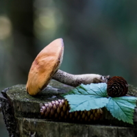 Лесной натюрморт