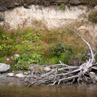 На водопое