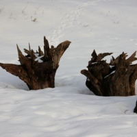 Шиворот-навыворот