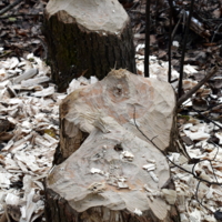 столовая бобров