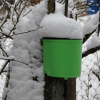 Старый пень!