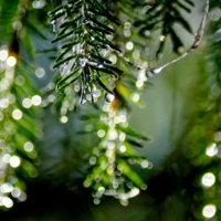 После дождя...