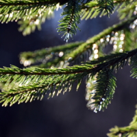 елочные бокешки