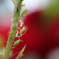 Муравьиная радость