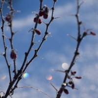 зимний барбарис