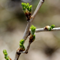 Пробуждение