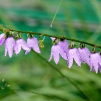 Колокольчики