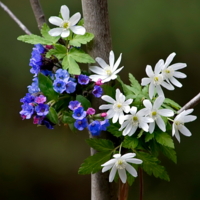 Букетик из первых цветов...