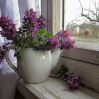 Про чайник, окно и первоцветы