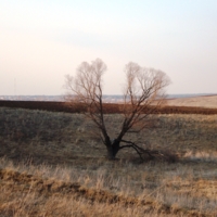 Скоро зазеленеет