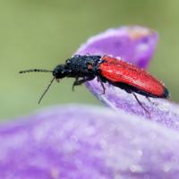 Cardinal beetle