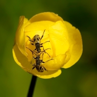 Встреча усачей