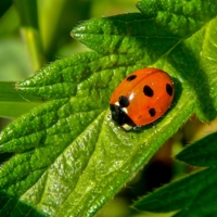 Обследование листа...