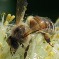 пчела на сборе урожая