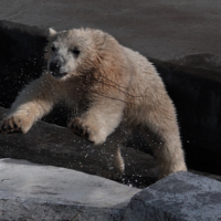 Я -  маленькая птичка!