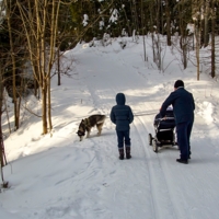 И всех надо выгулять...