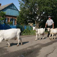 на дойку