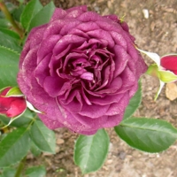 Роза цвета свёклы