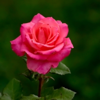 Украшение сада!