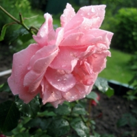 После дождя