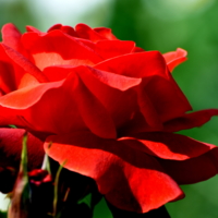 алое на зеленом