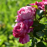 бело-розовая