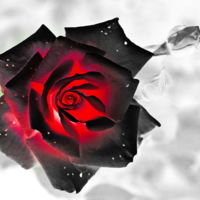 Пепел розы