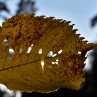 осенний,маленький..