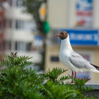Городской житель...
