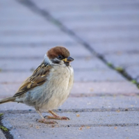 Невозмутимый воробушек...