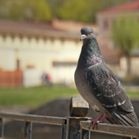 Портрет гули