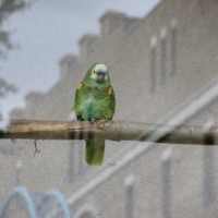 В плену каменных джунглей