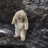 Замуровали...демоны