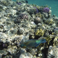 Смерть кораллов в Красном море