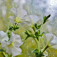 Дождь в сентябре...