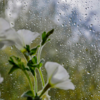 А за окном дождь...