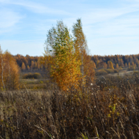 Осеннее золото