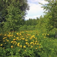 Купальница цветет