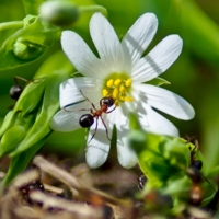 Мир муравьев