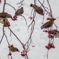 Свиристели лакомятся