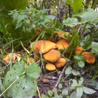 Осенние грибы 