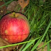 Яблоко в траве