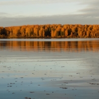 На реке листоход