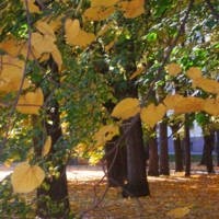 Листья желтые 