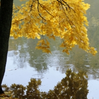 Слезы осени