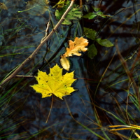 Жёлтый лист кленовый