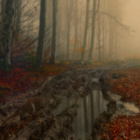 Осенняя лужа в туманном лесу