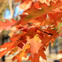 Багряные листья - осенняя грусть