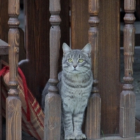 Сторожевой кот!